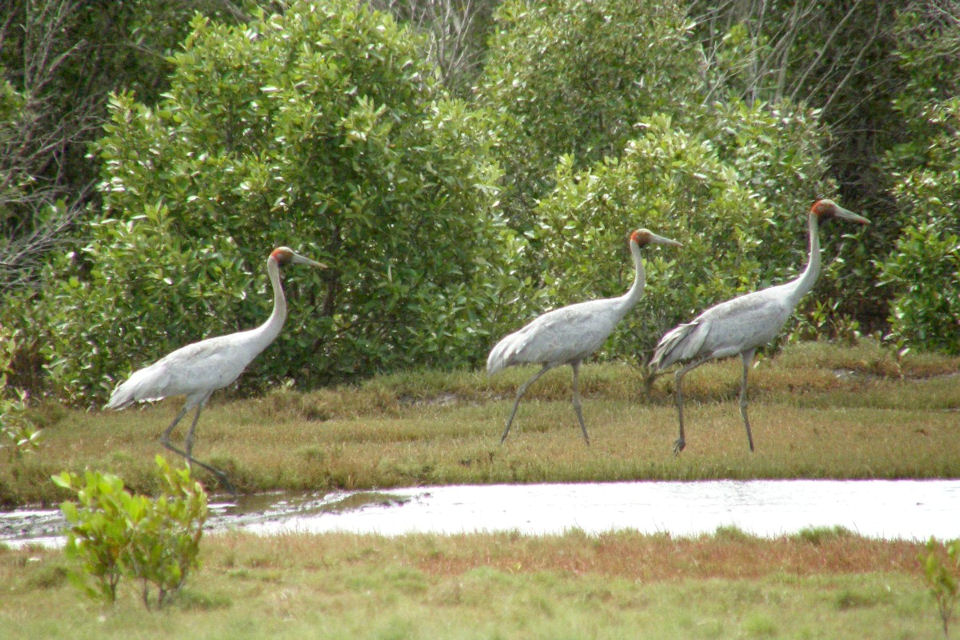 Brolga (Grus rubicunda)